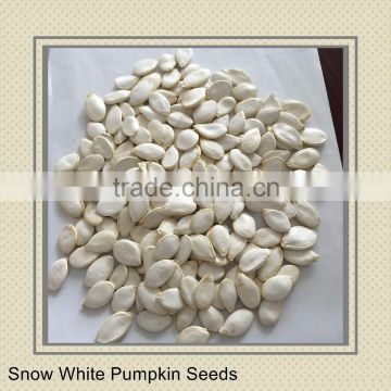 Wholesale Organic Snow White Pumpkin Seeds