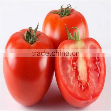 400g canned tomato paste with high quality for tender