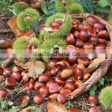 Organic Raw Fresh Chestnut in bulk