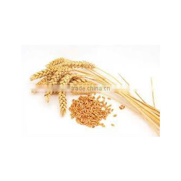 Soft milling wheat