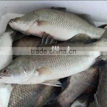 frozen fresh barramundi fish new items in china market