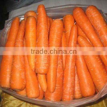 2014 chinese fresh baby carrot for sale