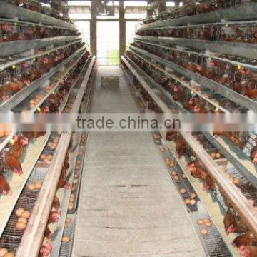 chicken laying egg cages