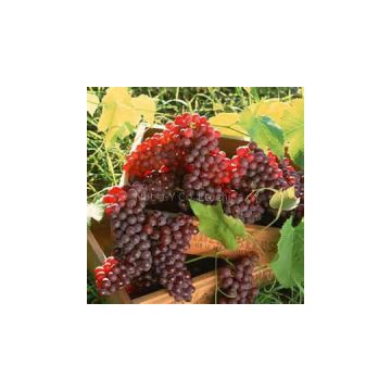 High quality Natural and Organic Grape Seed Extract with 95 %OPC Made in China
