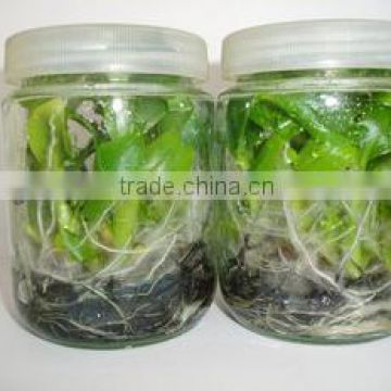 Tissue culture glass jar with plastic cap