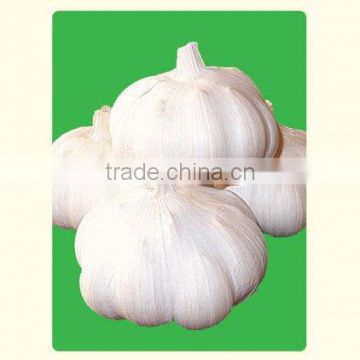 regular white garlic