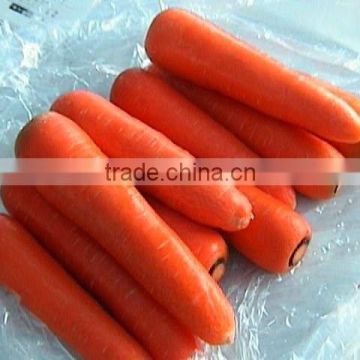fresh carrot 2016 crop