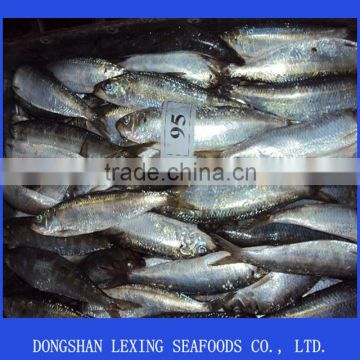 Frozen W/R sardine for tuna bait