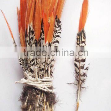 Lady Amherst Pheasant Tails Red Tip