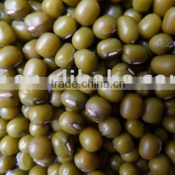 Mung bean/green beans