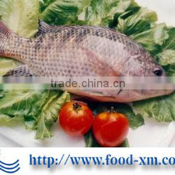 Frozen IQF Black Tilapia Supplier from China