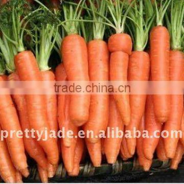 supplier of fresh carrot
