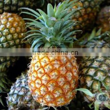 Fresh Pineapples Indian / Sweet Indian Pineapple / FRESH PINEAPPLE FOR EXPORT