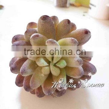 New cactus succulents types of succulents for wholesale