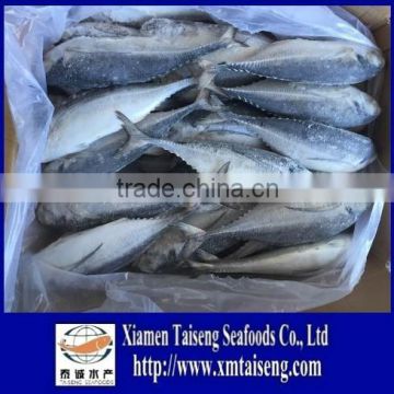 Whole Frozen hardtail fish for sale /frozen horse mackerel for thailand market