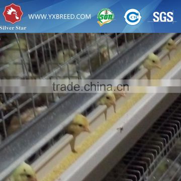 A type growing Layer Cage for 0-3 month baby chicken