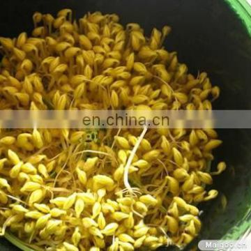 CE approved Professional Bean sprout machine with best price/bean sprouting machine /bean sprouting equipment