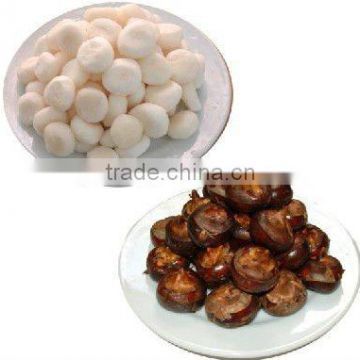 canned water chestnut whole/slice