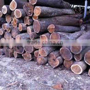 Acacia Logs