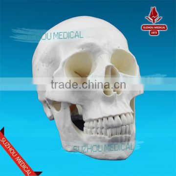 Plastic skull model for sale