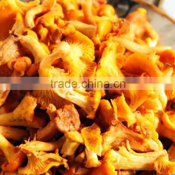 Top Quolity Rare Edible Chanterelles Mushroom Wholesale Price