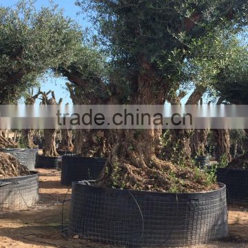Olive tree "Lechin"- Olea Europaea "Lechin Ejemplar"