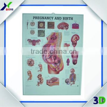 custom embossed pvc 3d medical poster/pregnancy chart