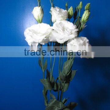 Reasonable price crazy selling eustoma grandiflorum powder