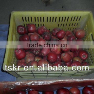 apple fruit red huaniu apple from china