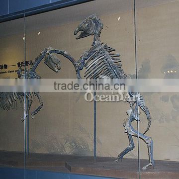 Small size toy animal skeleton for sale