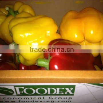 BELL PEPPER/ FRESH CAPSICUM; RED ; GREEN, YELLOW COLOR