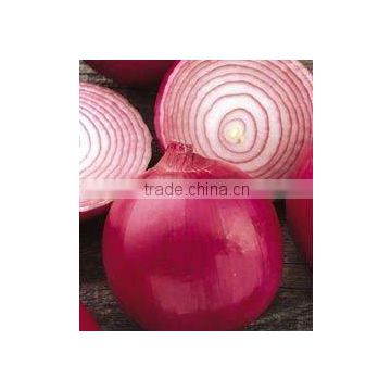 fresh red onion with lower price