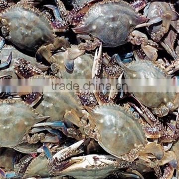 iqf frozen blue swimming crabs in whole shell with reasonable price