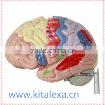 Human brain anatomical model of the deluxe brain model to enlarge 3 times the 1.5 parts