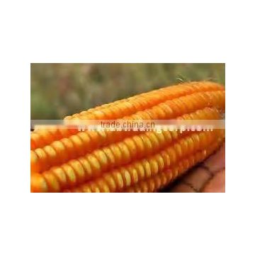 Yellow corn animal feed grade suppliers from India