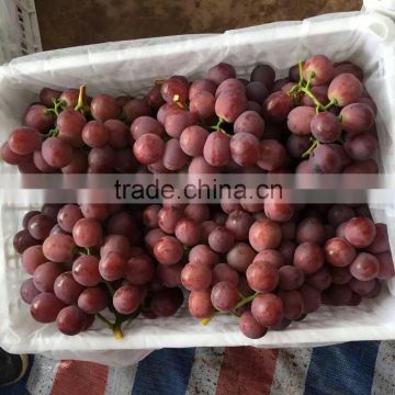 good price sweet red globe grape