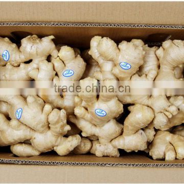 New crop keeping ginger fresh with competitive export price