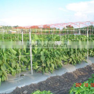 Extruded PP vertical trelling net for vegetable growth