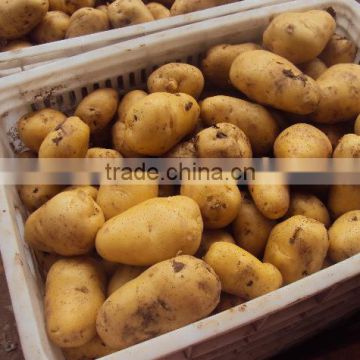 wholese fresh holland potatoes in China