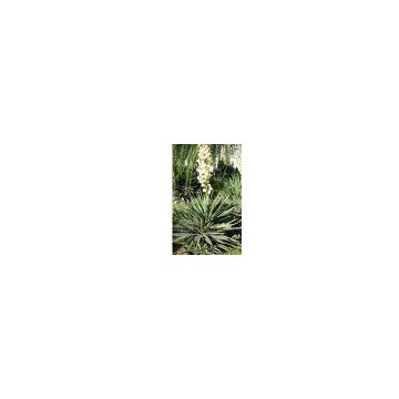 Yucca Schidigera Extract/Sarsaponin