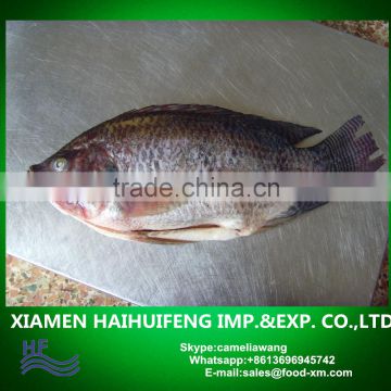 gutted scaled whole tilapia wholesale price