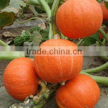 HPU05 Zhiji round orange F1 hybrid pumpkin seeds