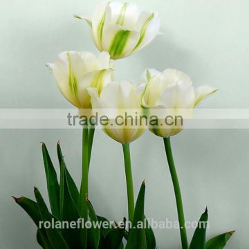 classial natural flower white tulip flower with supply