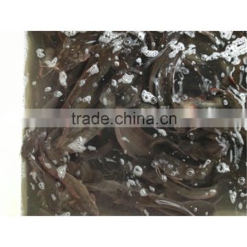 Chinese frozen catfish whole on sale