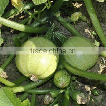 HSQ07 Quan round light green F1 hybrid squash/zucchini seeds