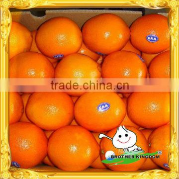 Navel orange /chinese honey orange/chinese orange supplier