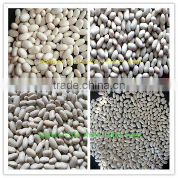 Premium Quality A Range of Kidney Beans to Russia Market