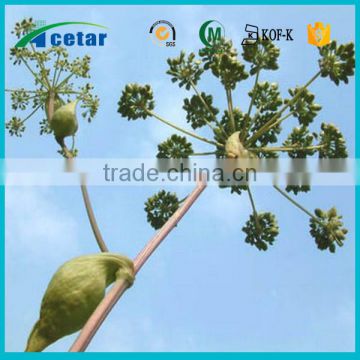hot product Natural product angelica root extract From china golden supplier