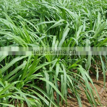 Green Export-oriented Perennial Hybrid Pennisetum Grass Seeds