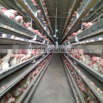 "H" type cage equipment for feeding laying hens